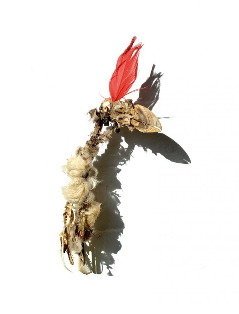 Puffin with a Red Feather Copy