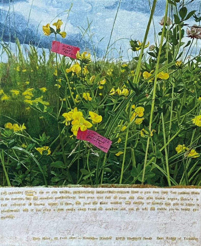 Linda Ingham Birds foot trefoil web