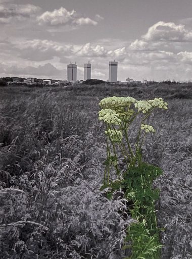 Inda Ingham Collage image