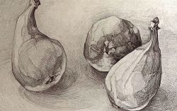 Pear drawingweb