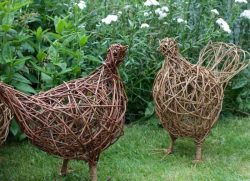 Alison walling chickens