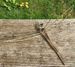 Willow dragonfly