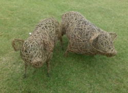 Willow pigs